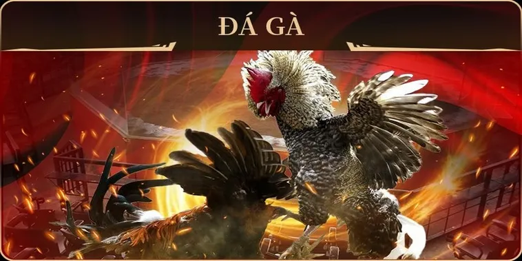 Hé Lộ Cách Chơi Đá Gà GA28 Tại Rongho99 Giúp Bạn Thắng Lớn Mỗi Ngày 2 Hé Lộ Cách Chơi Đá Gà GA28 Tại Rongho99 Giúp Bạn Thắng Lớn Mỗi Ngày