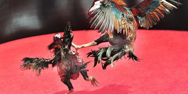 Tuyệt Chiêu Bất Bại Với Cách Chơi Đá Gà Sabong Tại Rongho99 Từ Cao Thủ 1 Tuyệt Chiêu Bất Bại Với Cách Chơi Đá Gà Sabong Tại Rongho99 Từ Cao Thủ