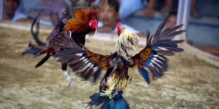 Tuyệt Chiêu Bất Bại Với Cách Chơi Đá Gà Sabong Tại Rongho99 Từ Cao Thủ 2 Tuyệt Chiêu Bất Bại Với Cách Chơi Đá Gà Sabong Tại Rongho99 Từ Cao Thủ